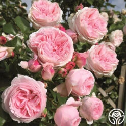 Parfuma® Summer Romance 18 Parfuma® Summer Romance -FloraFinesse Shop summer romance 3 2