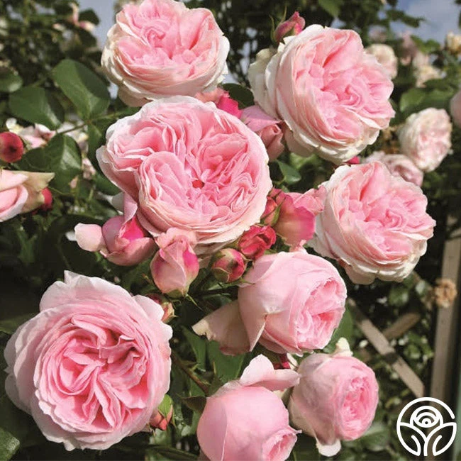 Parfuma® Summer Romance 5 Parfuma® Summer Romance - Image 5