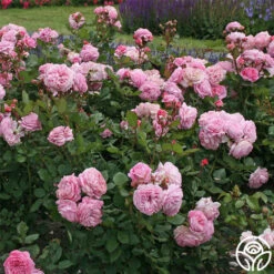 Parfuma® Summer Romance 22 Parfuma® Summer Romance -FloraFinesse Shop summer romance 6