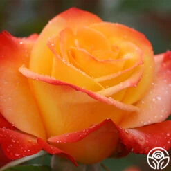 Sunita™ -FloraFinesse Shop sunita 5 8