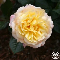 Sunny Abundance -FloraFinesse Shop sunny abundance logo 05