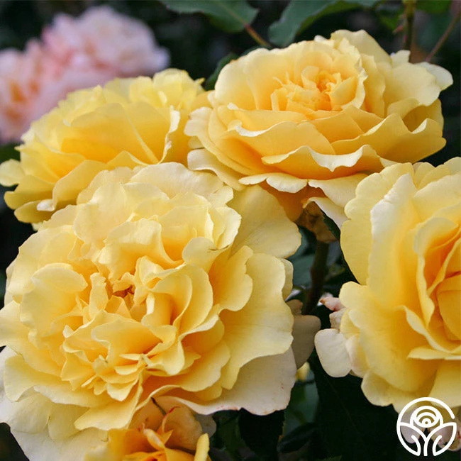 Eleganza® Sunny Sky 2 Eleganza® Sunny Sky - Image 2