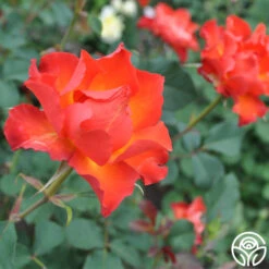 Sunrise At Heirloom™ -FloraFinesse Shop sunrise at heirloom 1 1