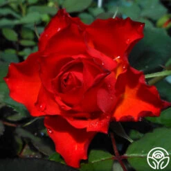 Sunrise At Heirloom™ -FloraFinesse Shop sunrise at heirloom 2 1