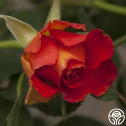 Sunrise At Heirloom™ -FloraFinesse Shop sunrise at heirloom 3 2