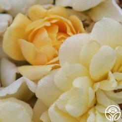 Sunshine Sally 6 Sunshine Sally -FloraFinesse Shop sunshine sally 2 8