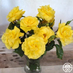 Sunsprite -FloraFinesse Shop sunsprite 18