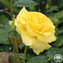 Sunsprite -FloraFinesse Shop sunsprite 2 1