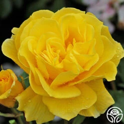 Sunsprite -FloraFinesse Shop sunsprite 4 1