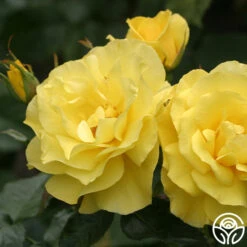 Sunsprite -FloraFinesse Shop sunsprite 8