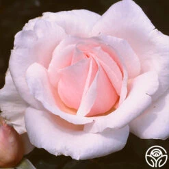 Sweet Afton -FloraFinesse Shop sweet afton 1 1