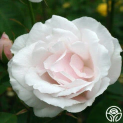 Sweet Afton -FloraFinesse Shop sweet afton 2 1