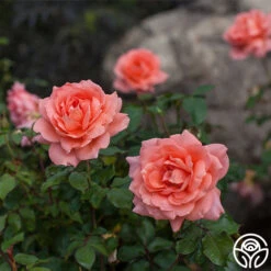 Sweet Fragrance -FloraFinesse Shop sweet fragrance 1 1