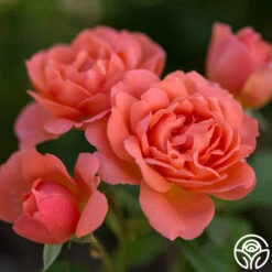 Sweet Fragrance -FloraFinesse Shop sweet fragrance 5