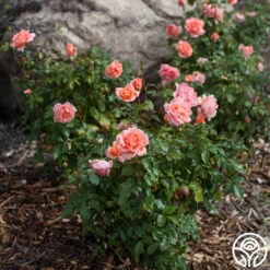 Sweet Fragrance -FloraFinesse Shop sweet fragrance 6 1