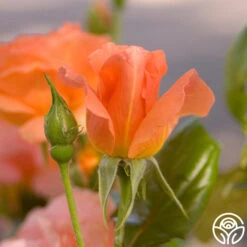 Sweet Fragrance -FloraFinesse Shop sweet fragrance 7 1