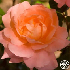 Sweet Fragrance -FloraFinesse Shop sweet fragrance 8 1