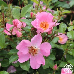 Front Page 34 Front Page -FloraFinesse Shop sweet haze 2