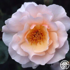 Sweet Sixteen™ -FloraFinesse Shop sweet sixteen 3 1 2