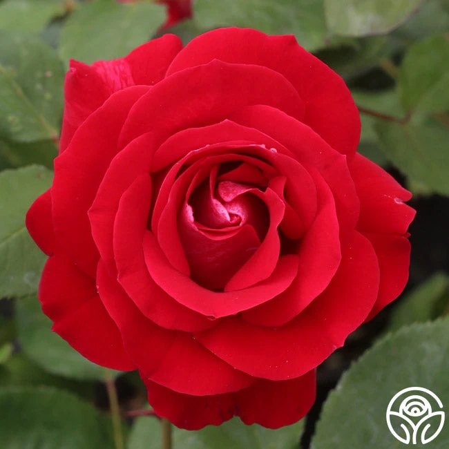 Take It Easy™ 2 Take It Easy™ - Image 2