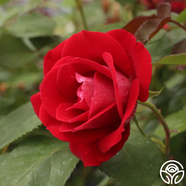 Take It Easy™ 3 Take It Easy™ - Image 3