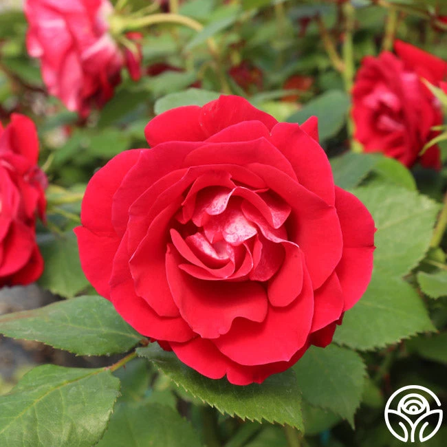 Take It Easy™ 6 Take It Easy™ - Image 6