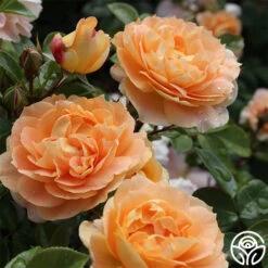 Tatin 10 Tatin -FloraFinesse Shop tatin 13