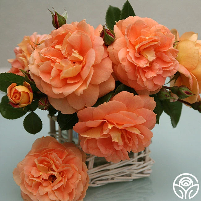 Tatin 2 Tatin - Image 2