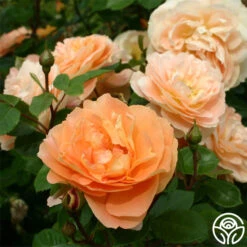 Tatin 14 Tatin -FloraFinesse Shop tatin 15