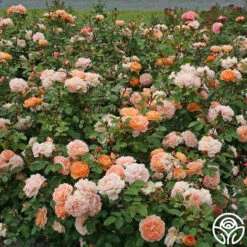 Tatin 13 Tatin -FloraFinesse Shop tatin 16