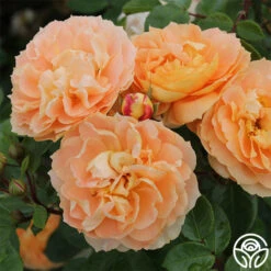 Tatin 11 Tatin -FloraFinesse Shop tatin 21