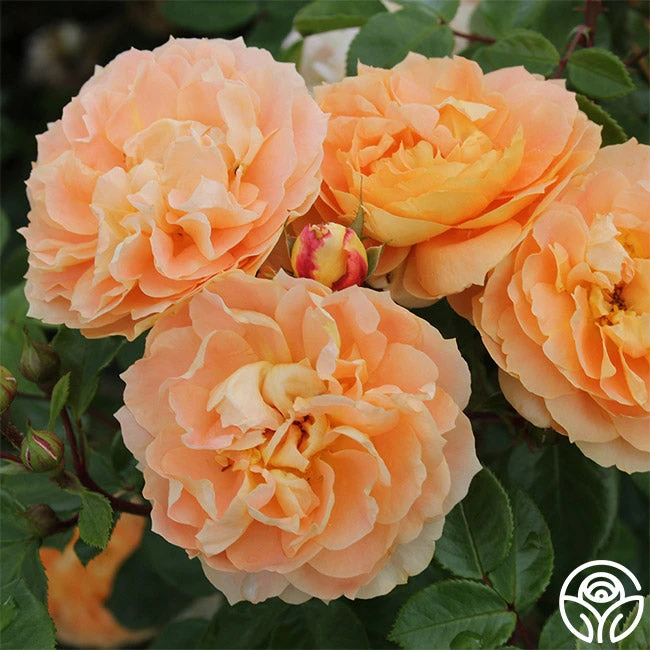 Tatin 4 Tatin - Image 4