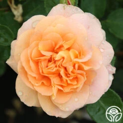 Tatin 12 Tatin -FloraFinesse Shop tatin 88