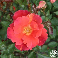 Tawny Tiger 18 Tawny Tiger -FloraFinesse Shop tawny tiger 2 1