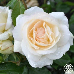 Tchaikovski® -FloraFinesse Shop tchaikovski 2 7