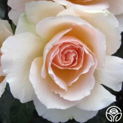 The English Lady™ 11 The English Lady™ -FloraFinesse Shop the english lady 2 1