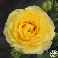 The Poet™ -FloraFinesse Shop the poet 4