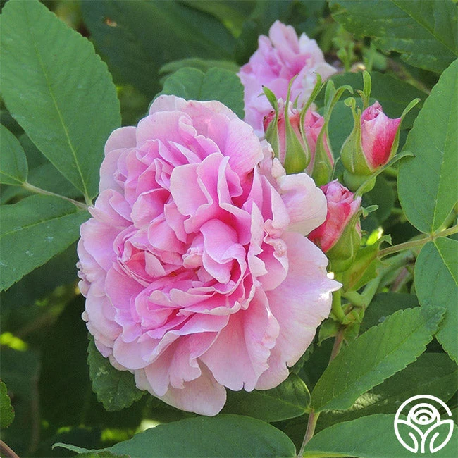 Thérèse Bugnet 1 Thérèse Bugnet