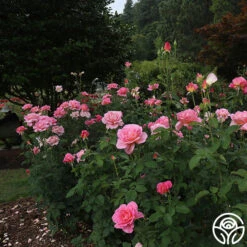 Tiffany -FloraFinesse Shop tiffany 1 8