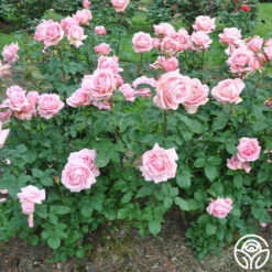 Tiffany -FloraFinesse Shop tiffany 2 8