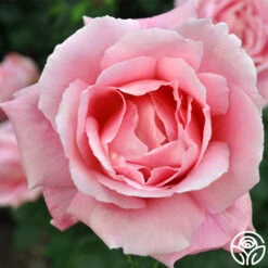 Tiffany -FloraFinesse Shop tiffany 4