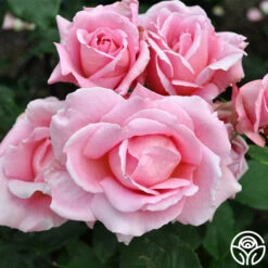 Tiffany -FloraFinesse Shop tiffany 6