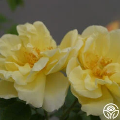 Topaz Jewel -FloraFinesse Shop topaz jewel logo 03