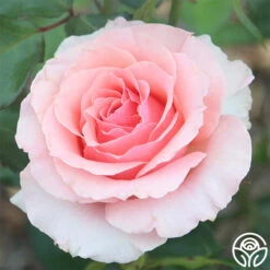 Tournament Of Roses -FloraFinesse Shop tournament of roses 3 8