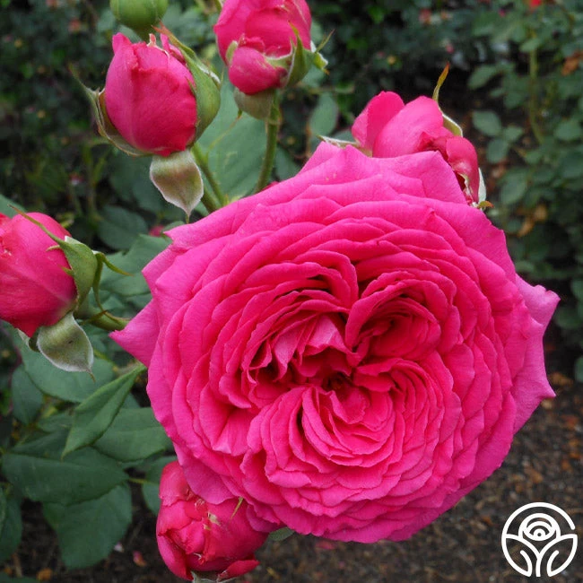 Tower Bridge™ 3 Tower Bridge™ - Image 3