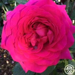 Tower Bridge™ 8 Tower Bridge™ -FloraFinesse Shop tower bridge logo 04