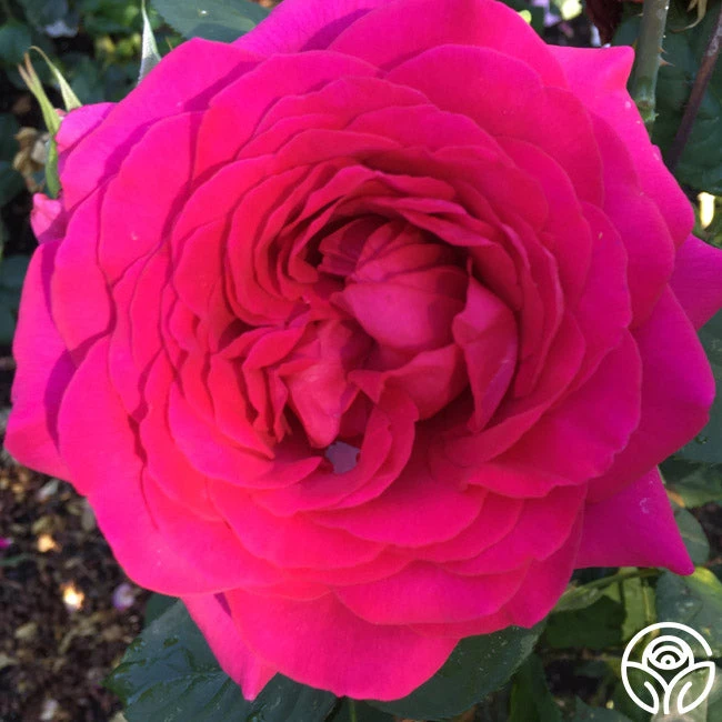 Tower Bridge™ 4 Tower Bridge™ - Image 4