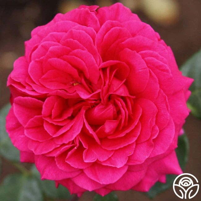 Tower Bridge™ 5 Tower Bridge™ - Image 5