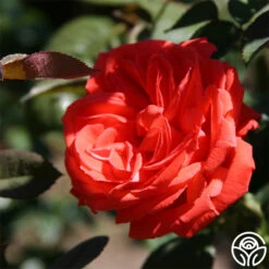 Tropicana -FloraFinesse Shop tropicana 3 2