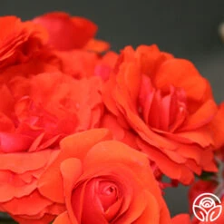 Trumpeter -FloraFinesse Shop trumpeter 1